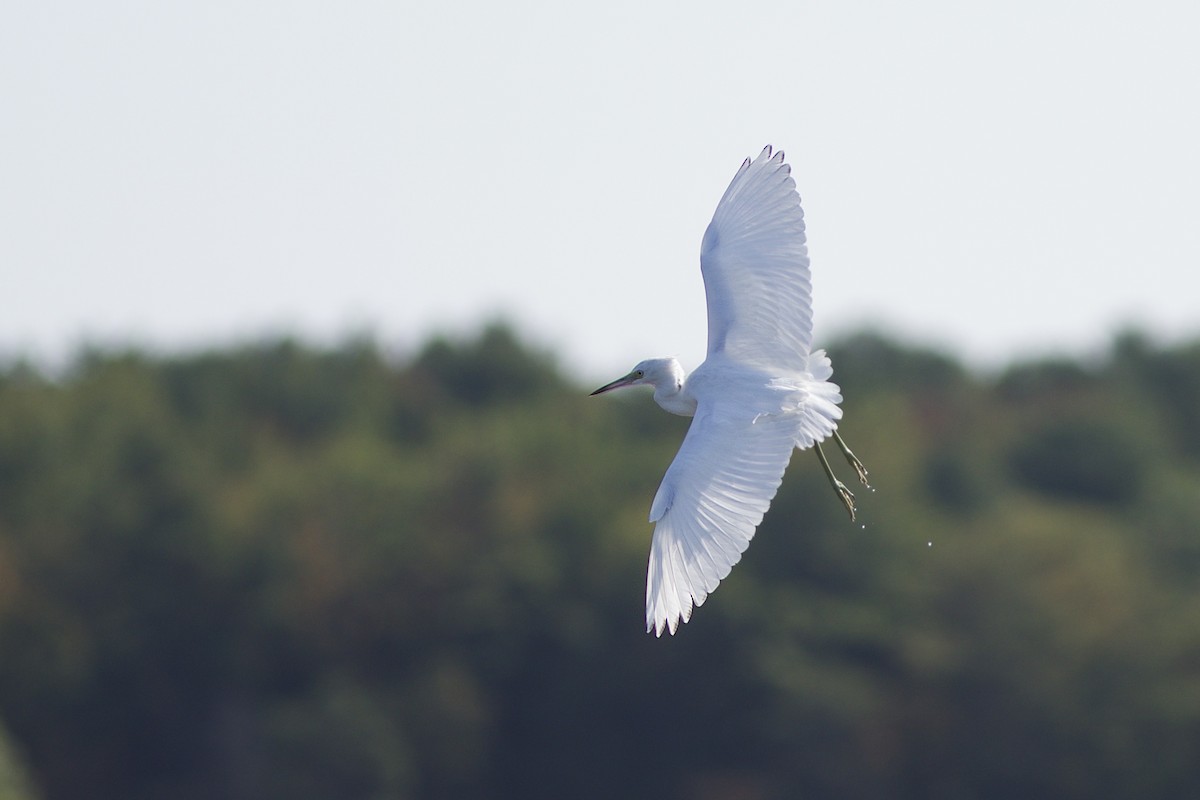 Little Blue Heron - Doug Hitchcox