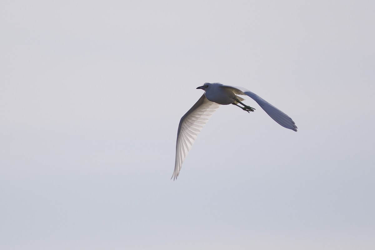 Little Blue Heron - Doug Hitchcox