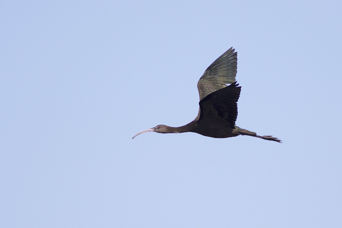 Glossy Ibis - Doug Hitchcox