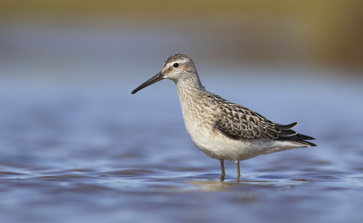 Stilt Sandpiper - Doug Hitchcox