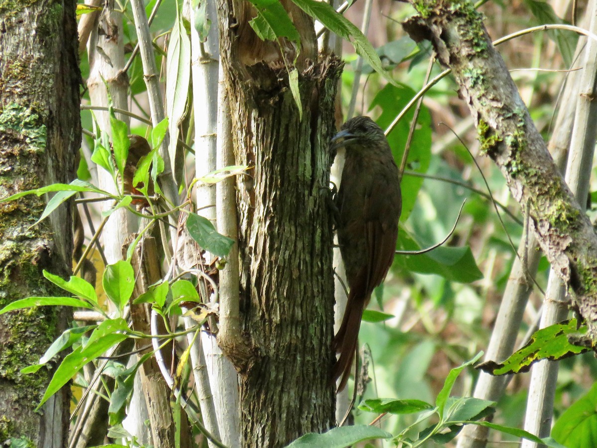 Strong-billed Woodcreeper - ML67734931