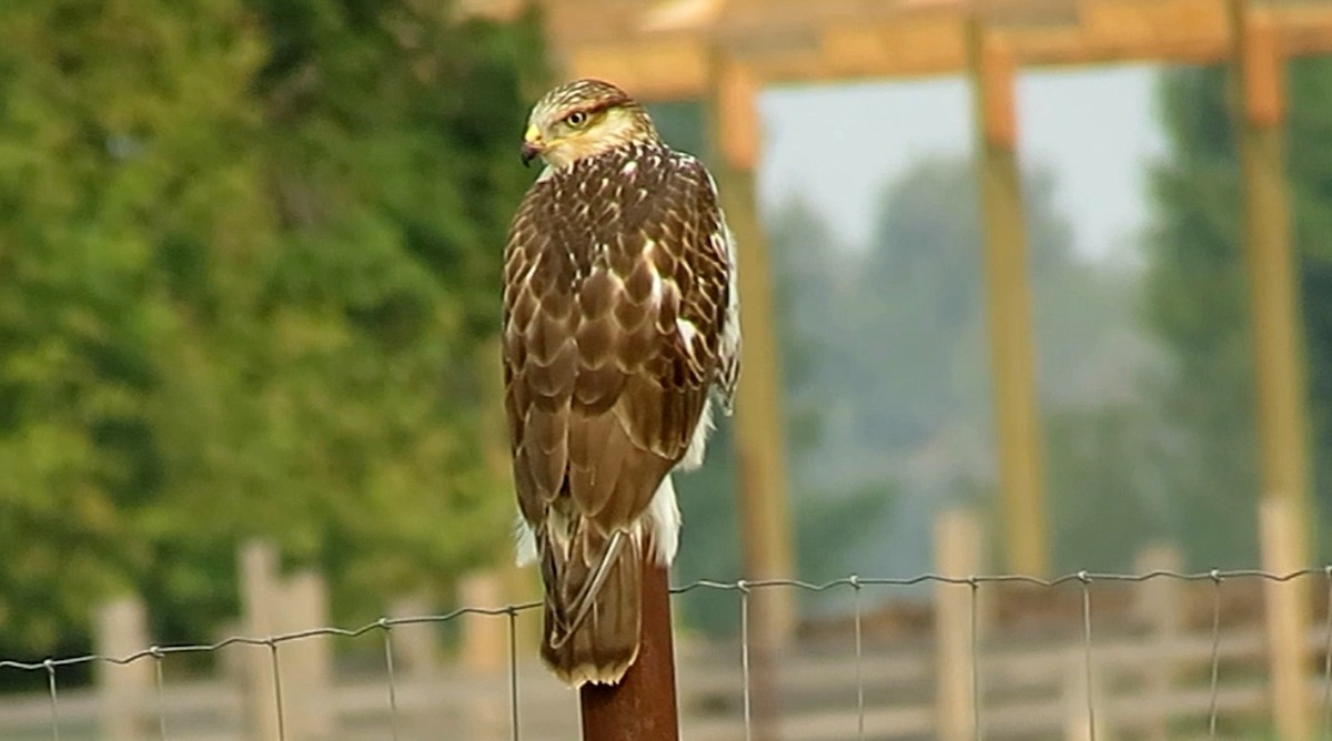 Ferruginous Hawk - shawn richmond