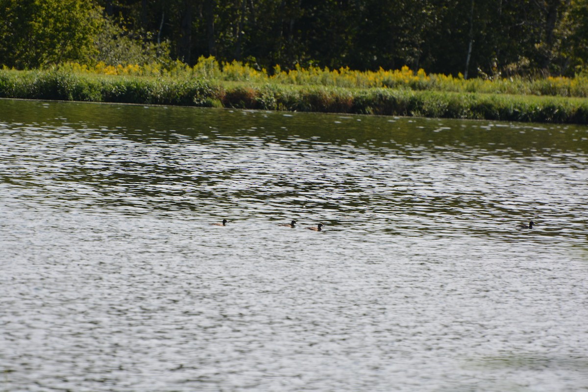 Lesser Scaup - ML67737621