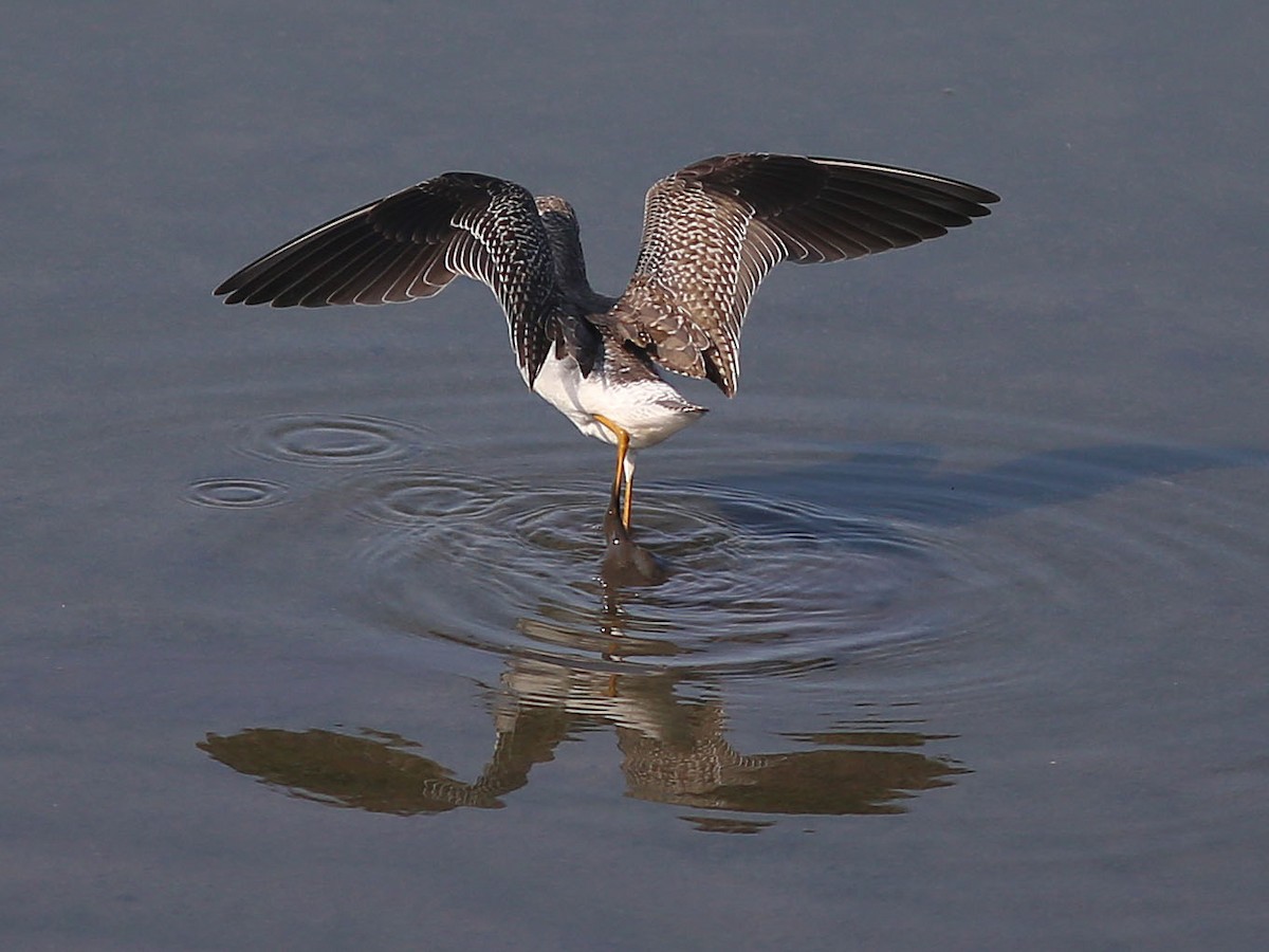 Lesser Yellowlegs - ML67737961