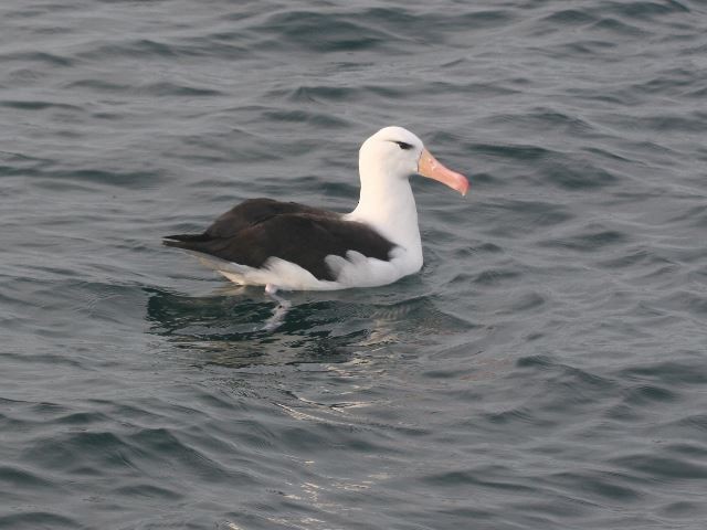 Albatros à sourcils noirs - ML67739481