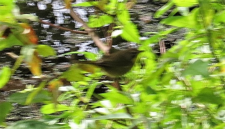 Louisiana Waterthrush - ML67741391
