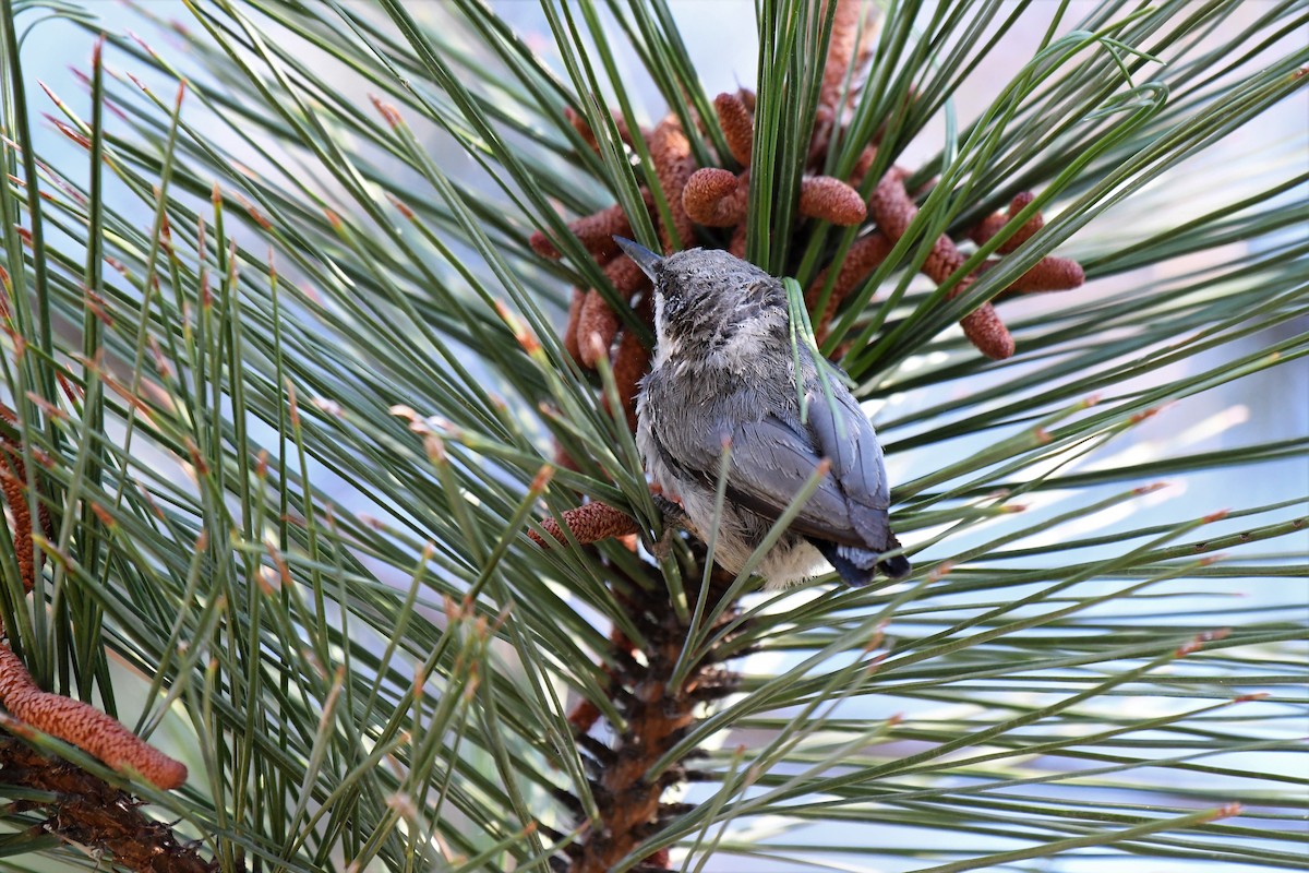 Pygmy Nuthatch - ML67741401