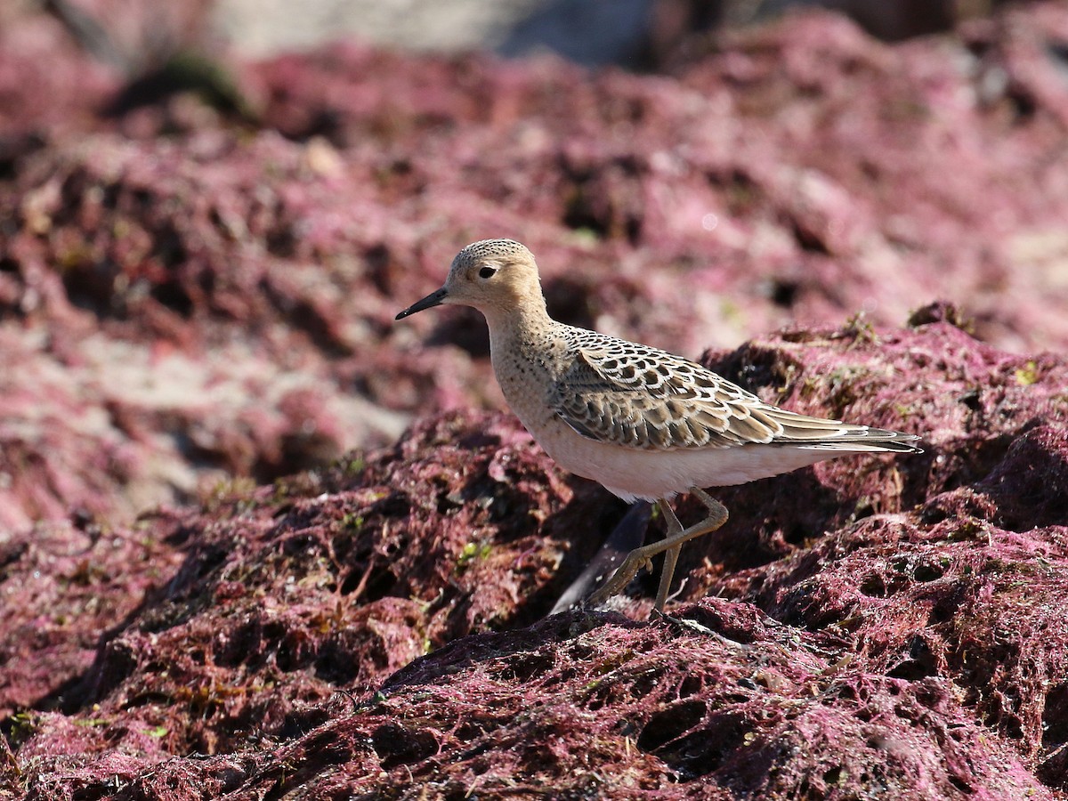 Buff-breasted Sandpiper - ML67741421