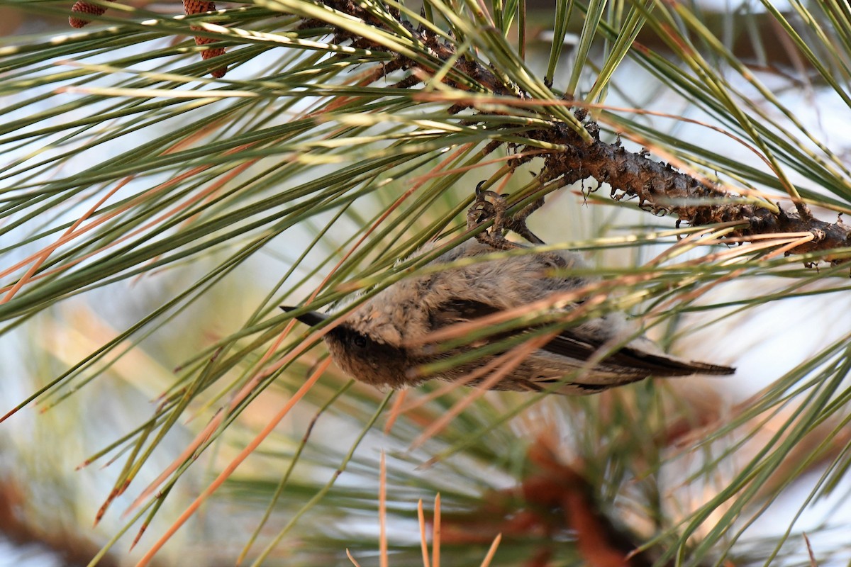 Pygmy Nuthatch - ML67741451