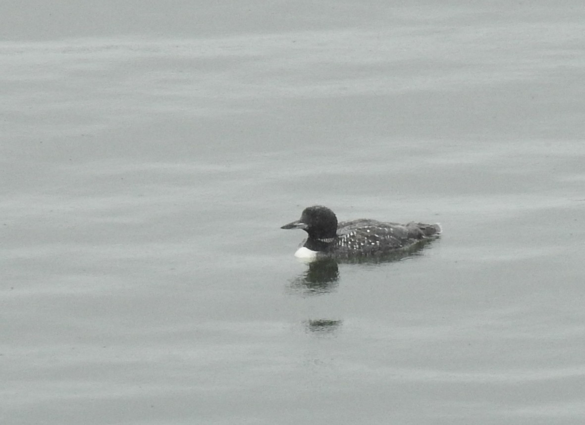 Common Loon - ML67743291