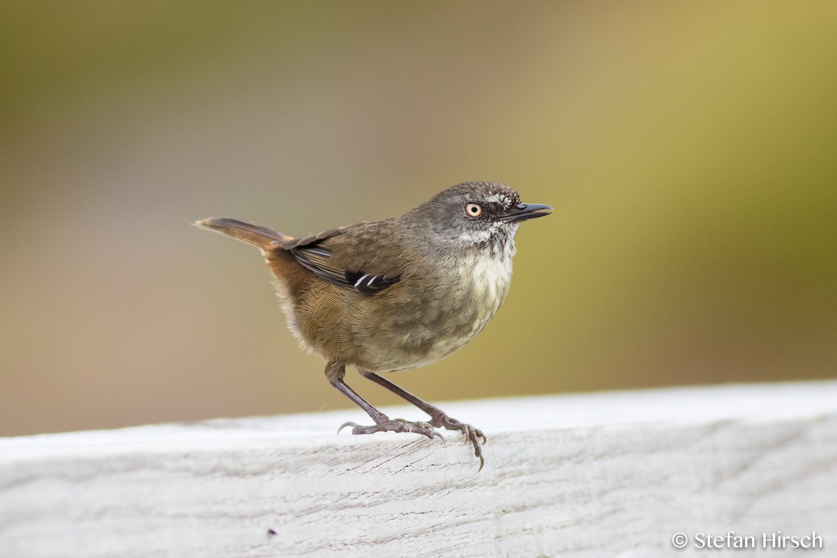 Tasmanian Scrubwren - ML67743531