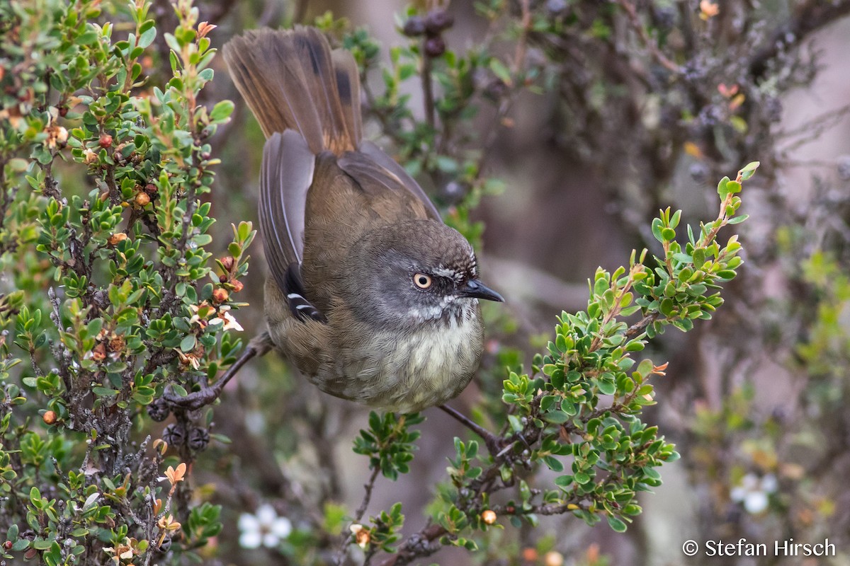 Tasmanian Scrubwren - ML67743901