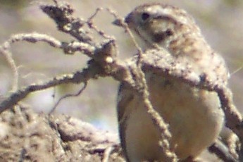 Smith's Longspur - CBC Historic Data