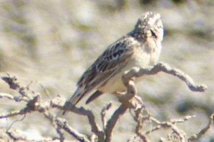 Smith's Longspur - ML67745921