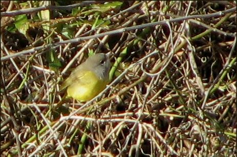 MacGillivray's Warbler - ML67746091