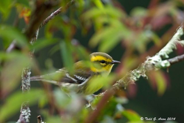 Townsend's Warbler - ML67746331