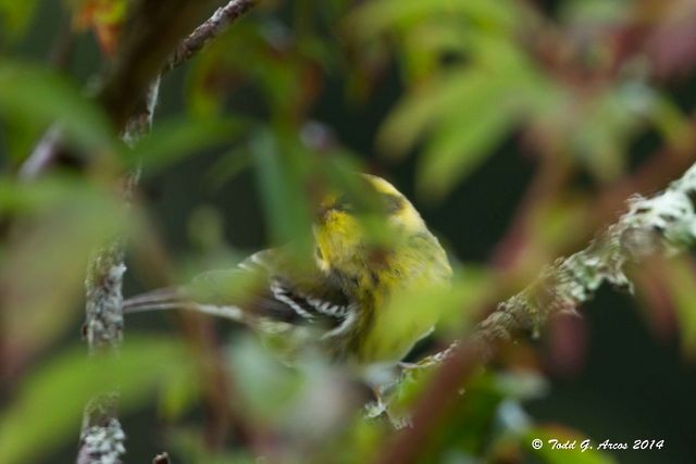 Townsend's Warbler - ML67746341