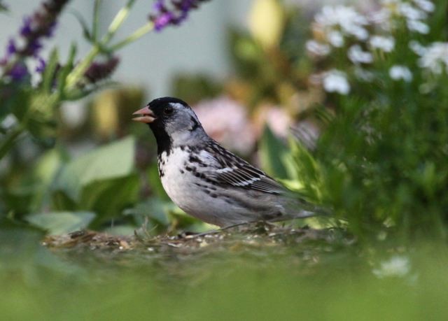 Harris's Sparrow - CBC Historic Data