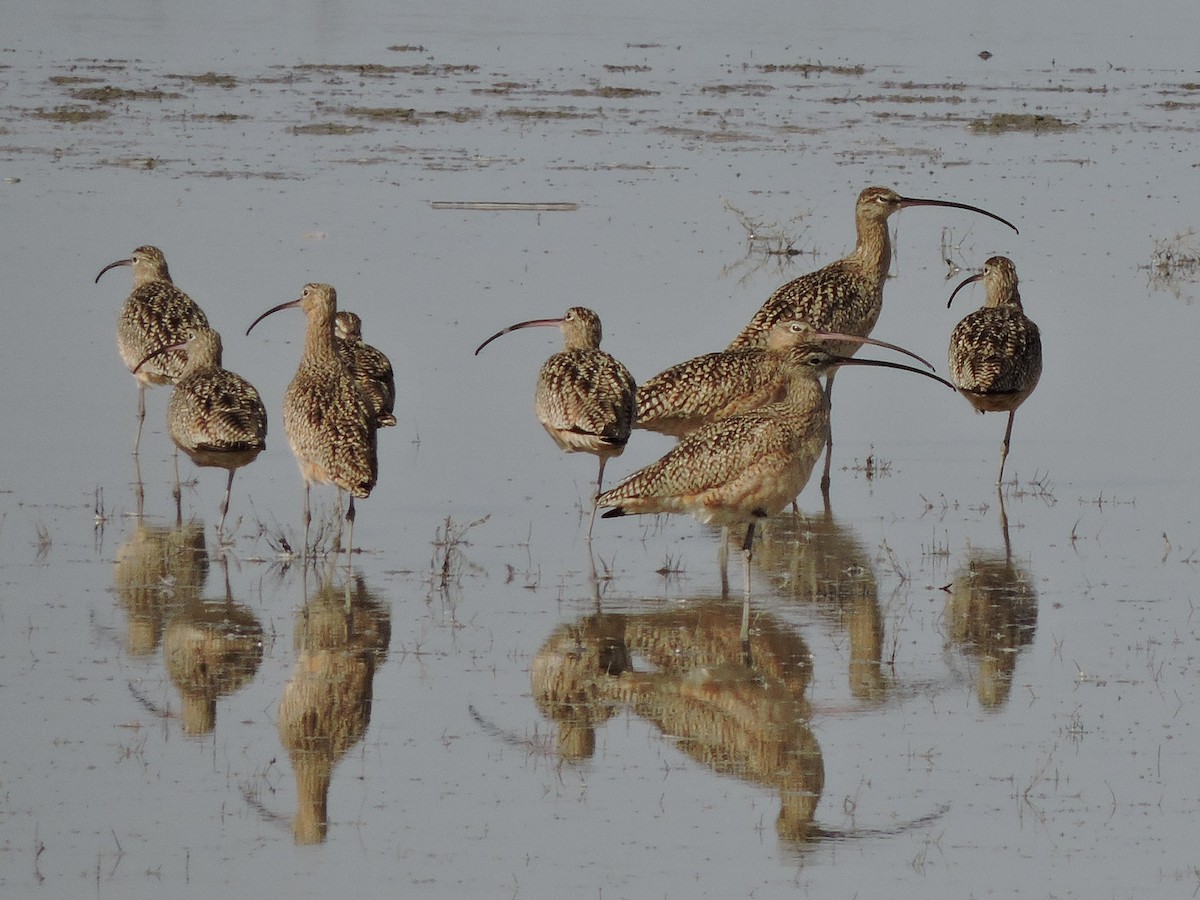 Long-billed Curlew - Sara Masuda