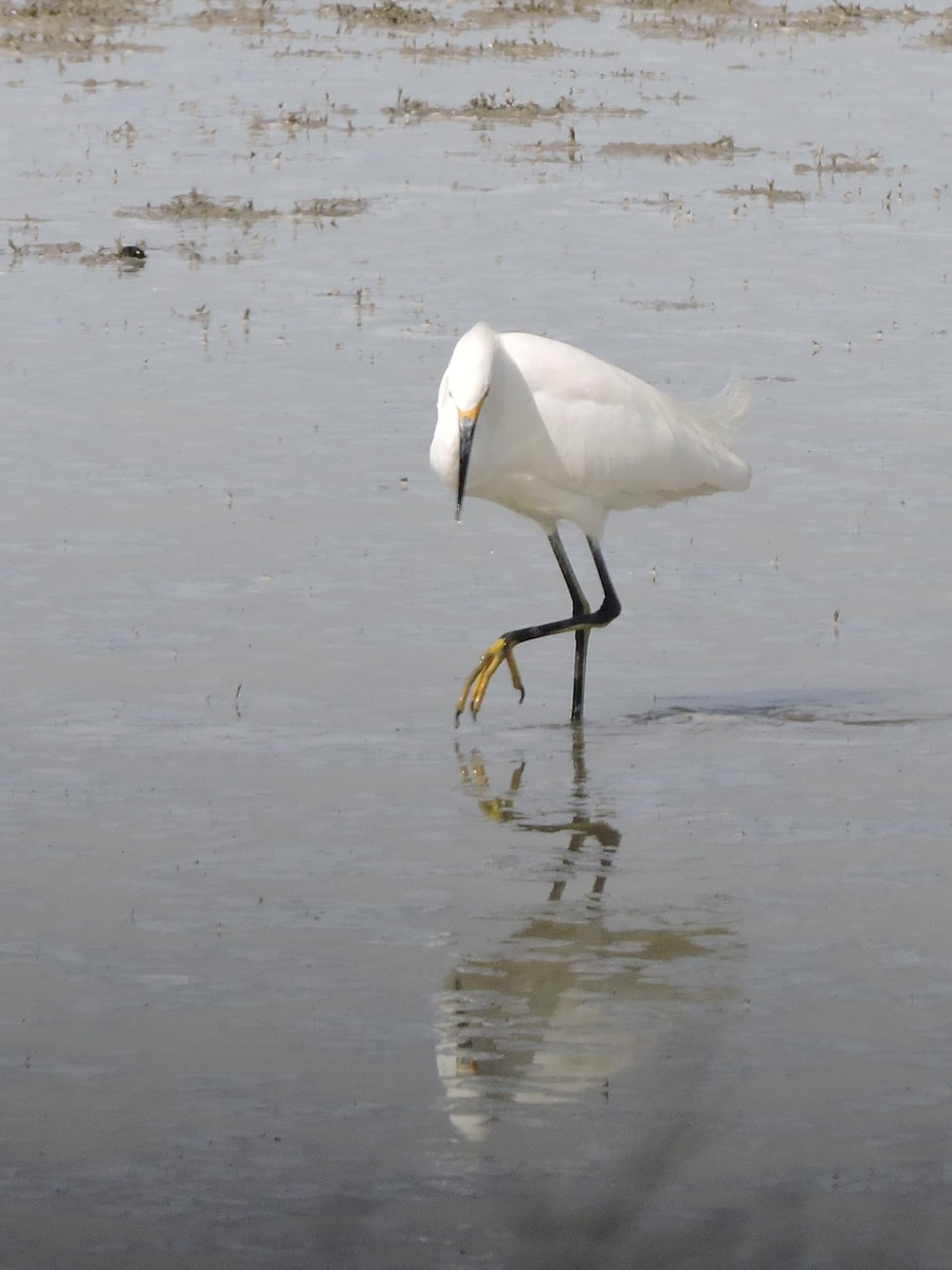 Snowy Egret - ML67748421