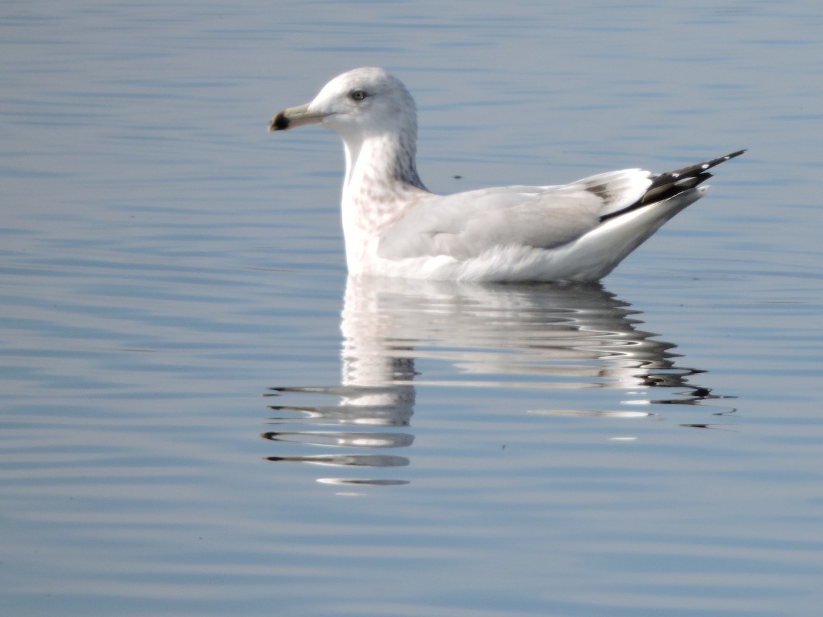 Gaviota Californiana - ML67748471