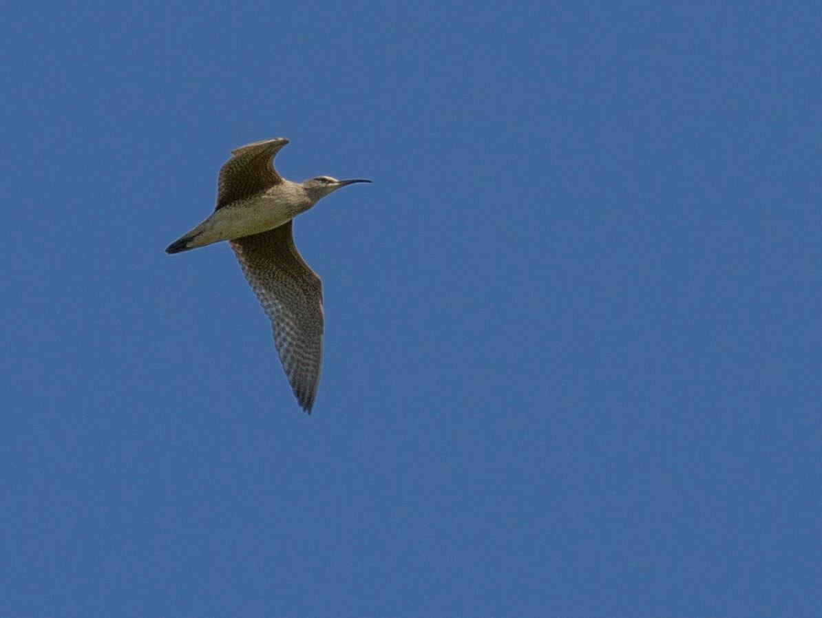 Whimbrel - Guylaine Tremblay