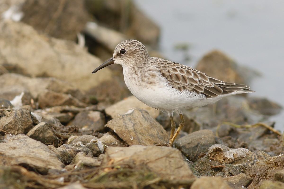 Least Sandpiper - ML67751071