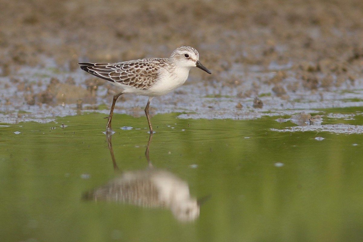 Semipalmated Sandpiper - ML67751131