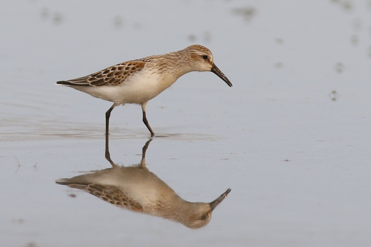 Western Sandpiper - ML67751171