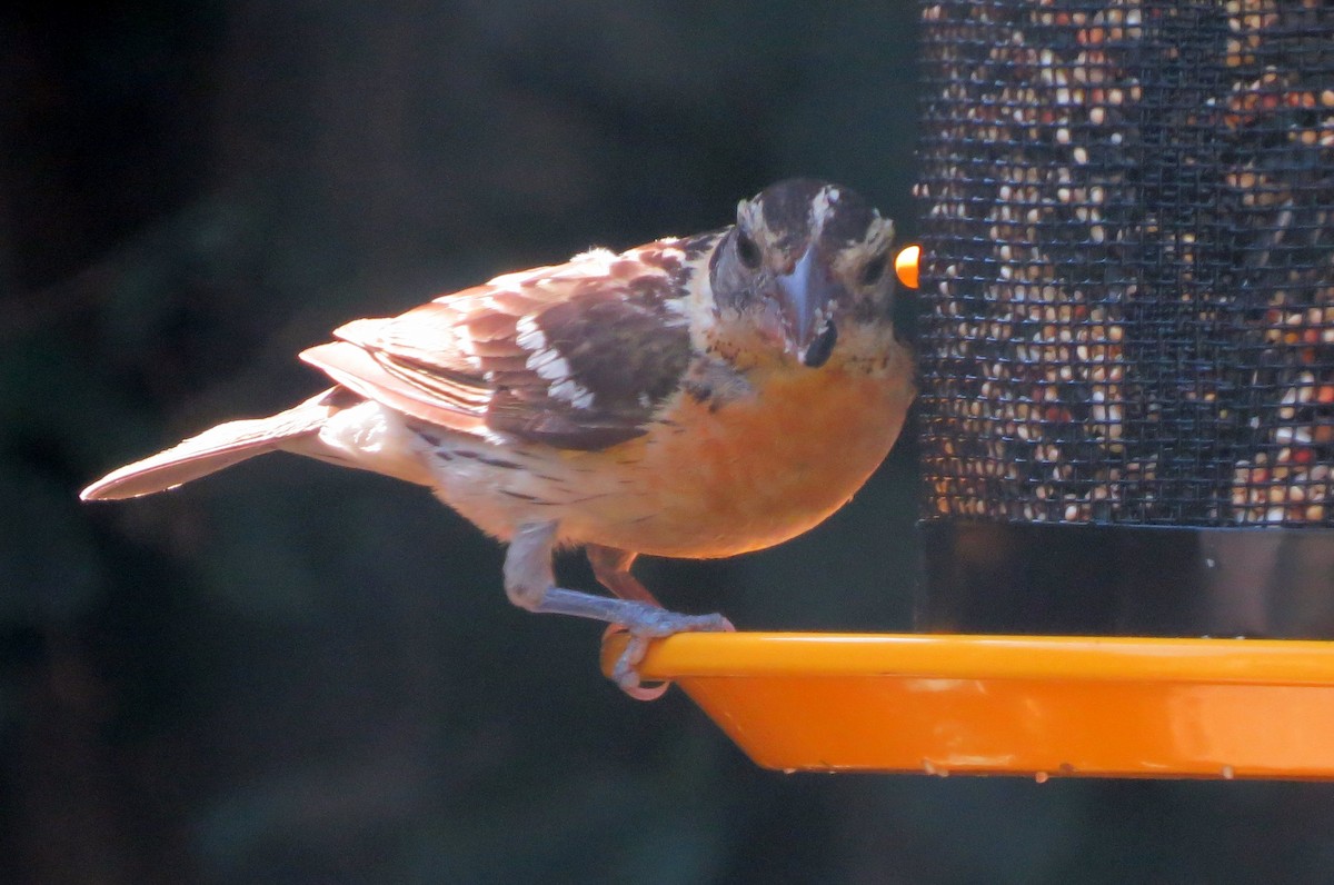 Black-headed Grosbeak - ML67751561