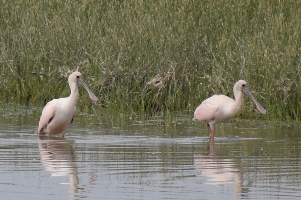 Roseate Spoonbill - ML67752031