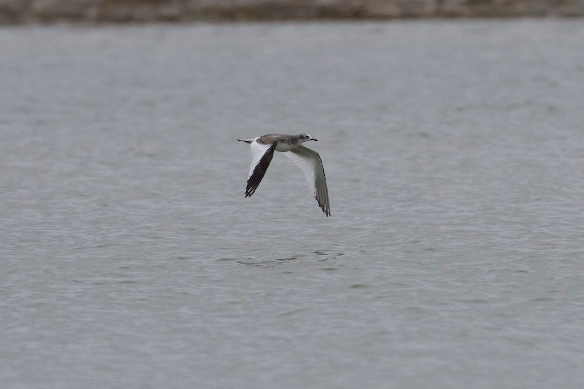 Sabine's Gull - Jamie Baker