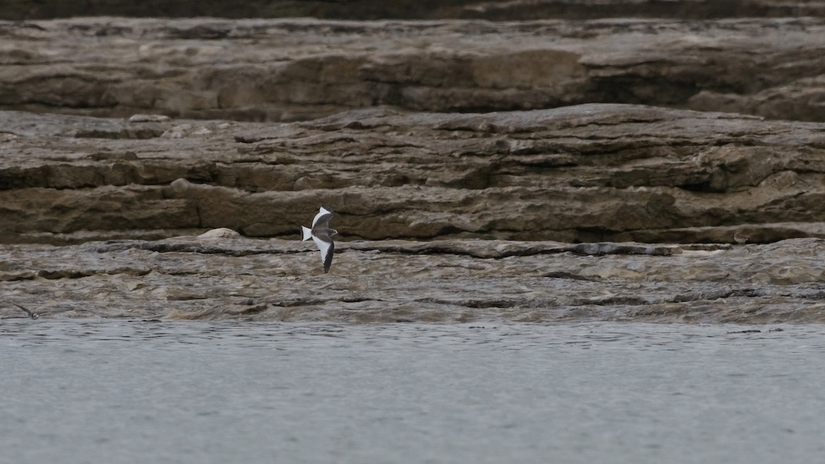 Sabine's Gull - ML67757591