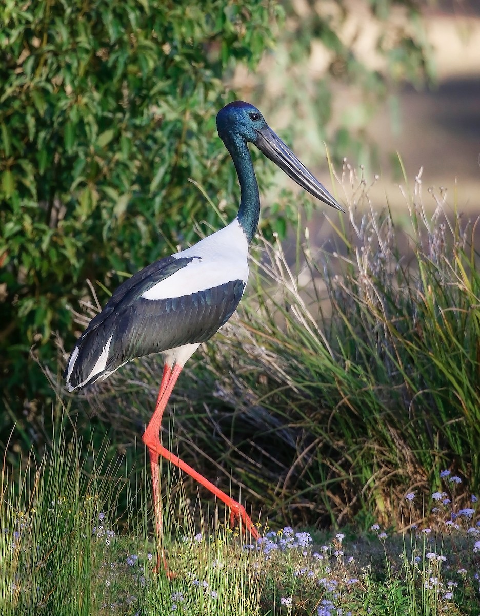 Black-necked Stork - ML67757901