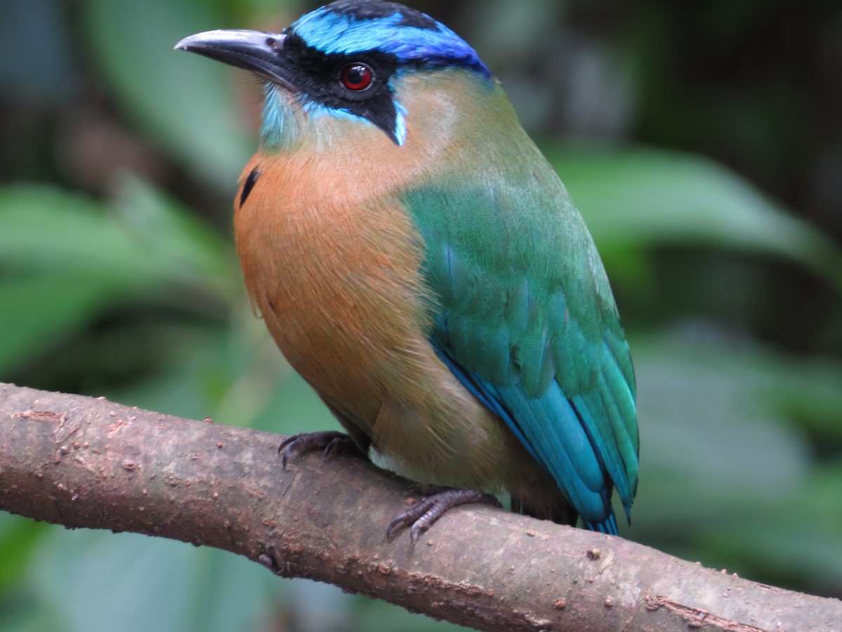 Lesson's Motmot - ML67759731