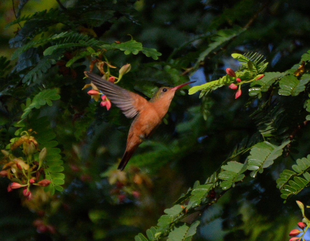 Cinnamon Hummingbird - ML67762191