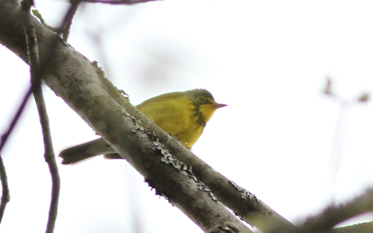 Canada Warbler - ML67762301