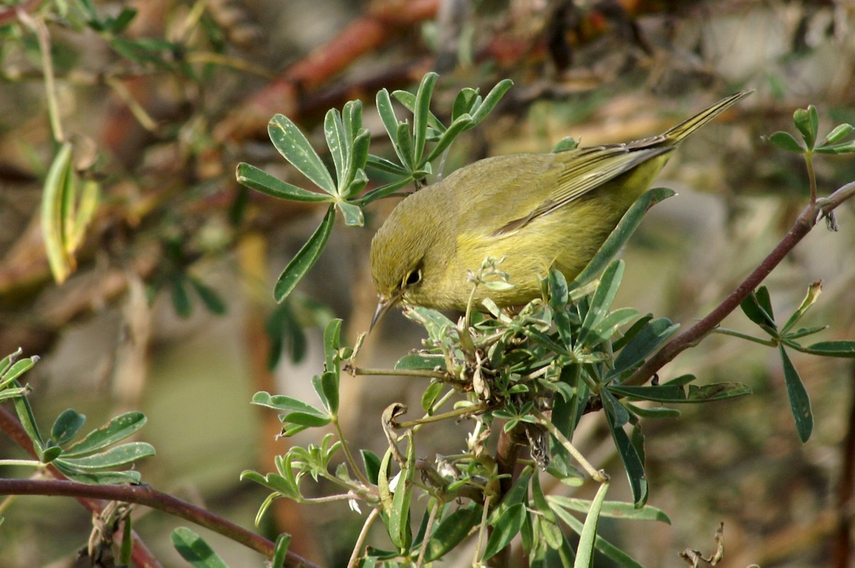 Orange-crowned Warbler - ML67763091