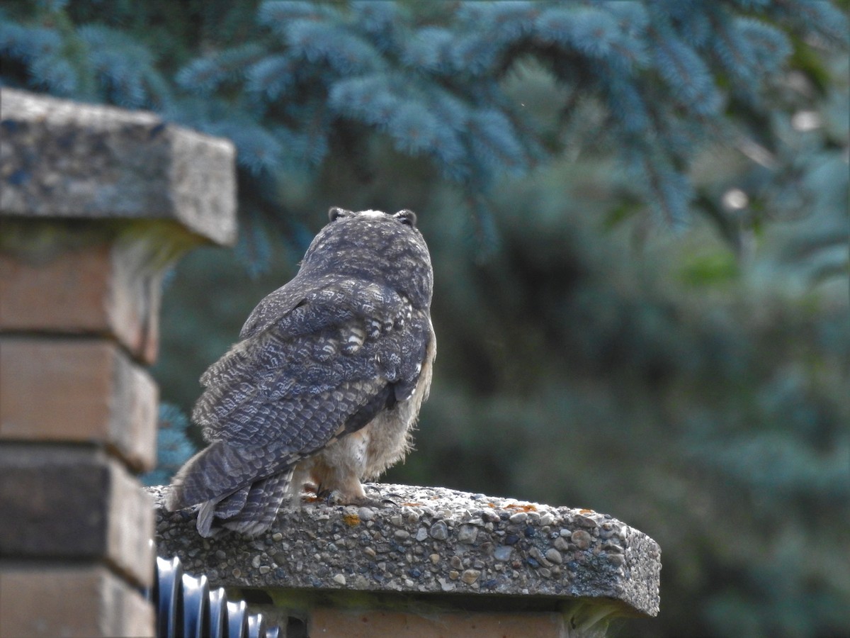 Long-eared Owl - ML67763101