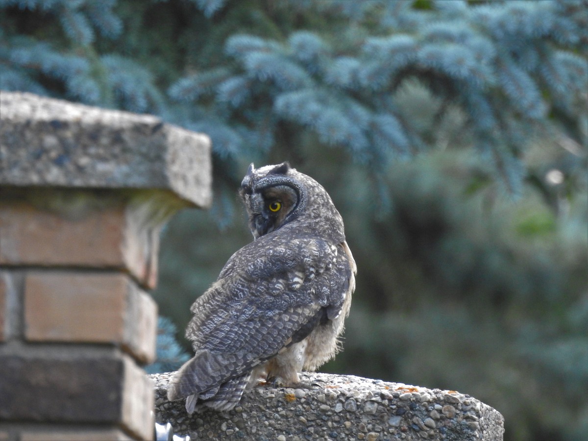 Long-eared Owl - ML67763111