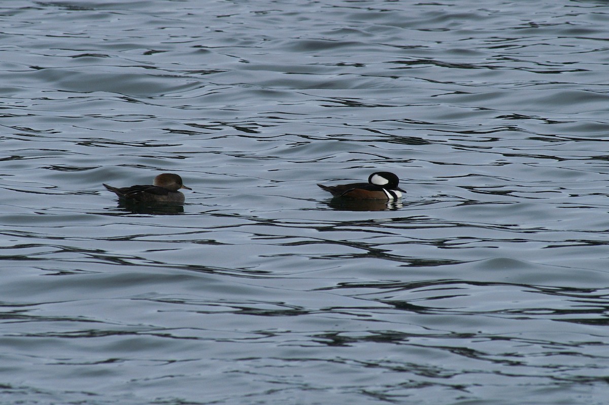 Hooded Merganser - ML67763341