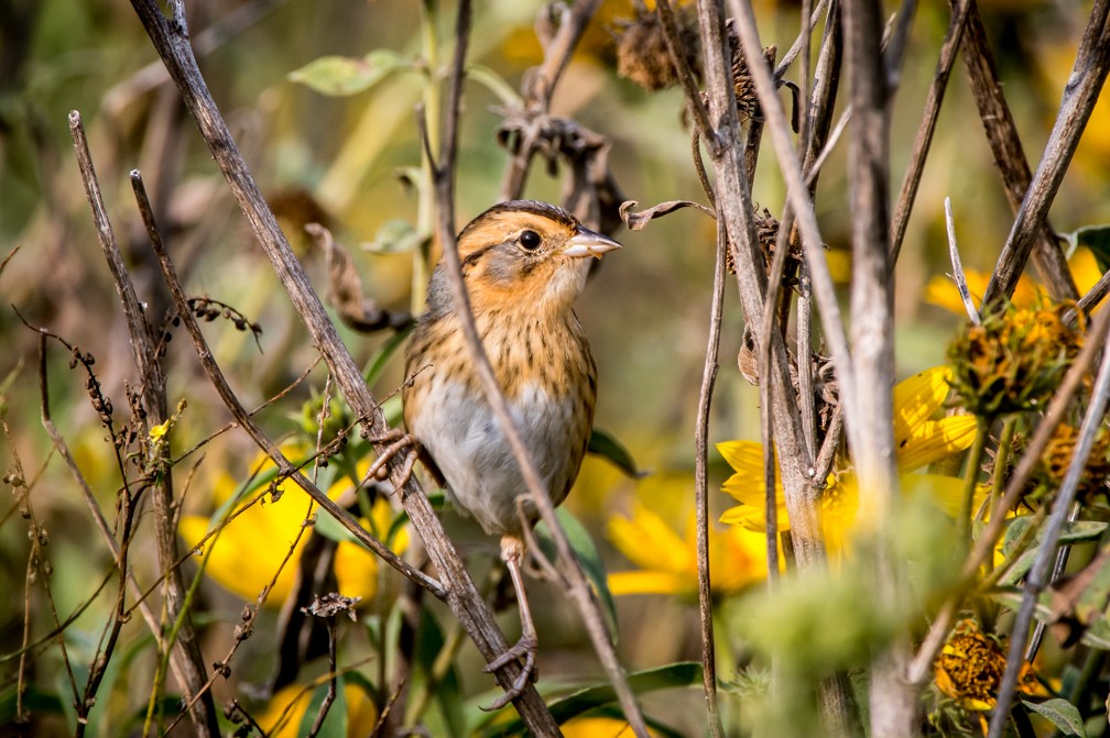 Nelson's Sparrow - ML67763971