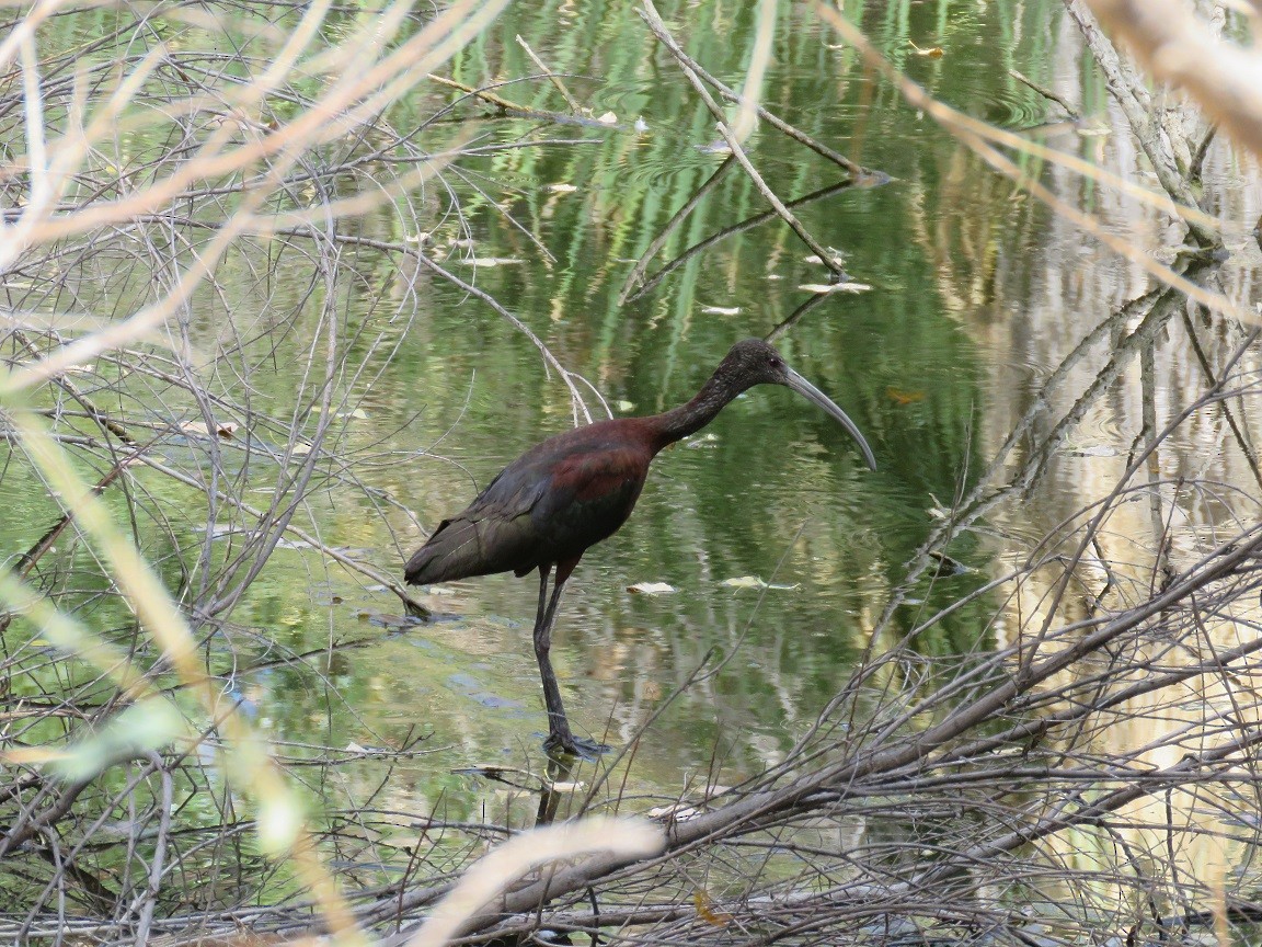 White-faced Ibis - ML67764401