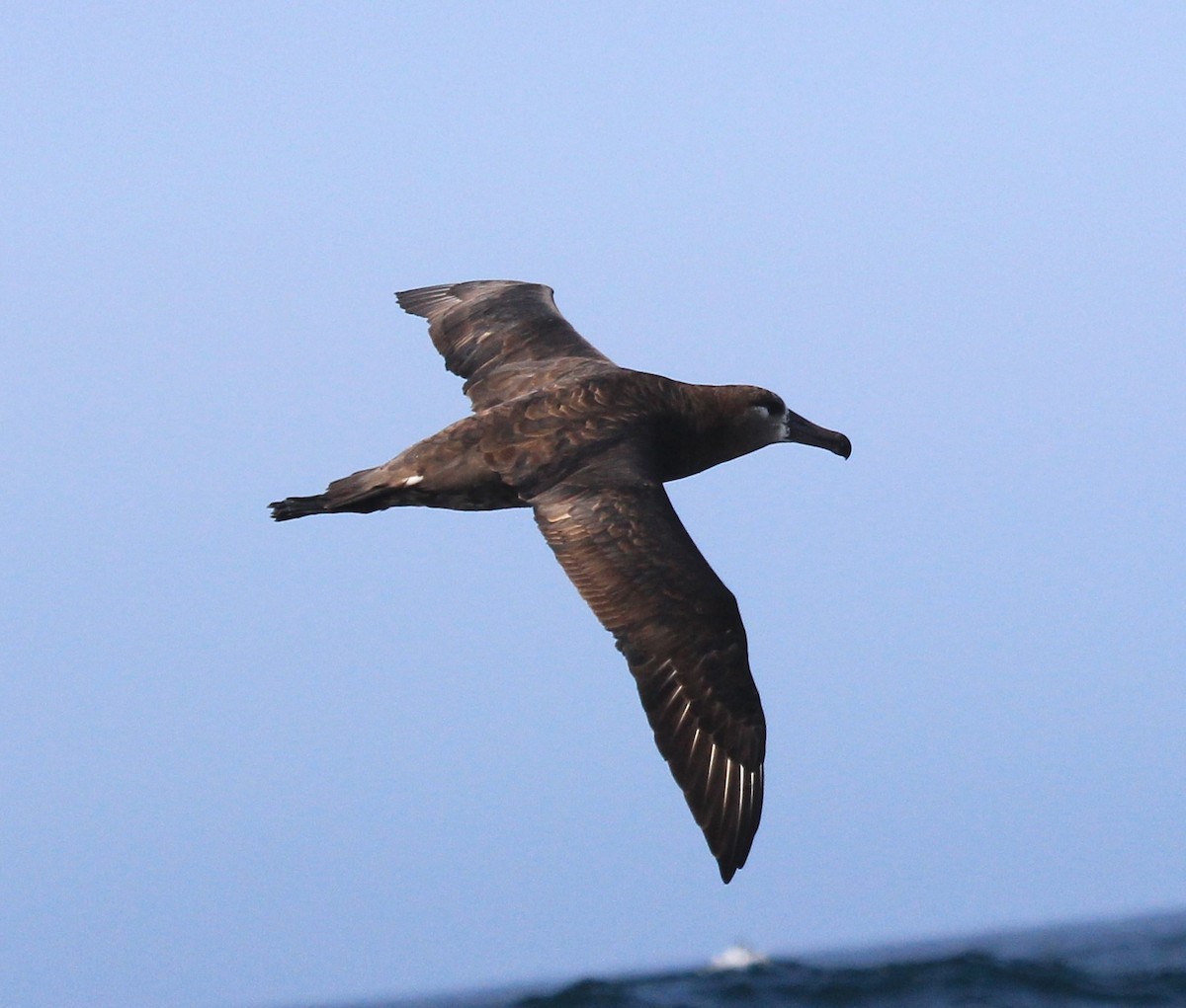 Albatros à pieds noirs - ML67765841