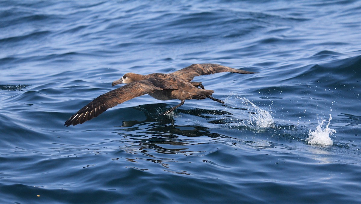 albatros černonohý - ML67765991