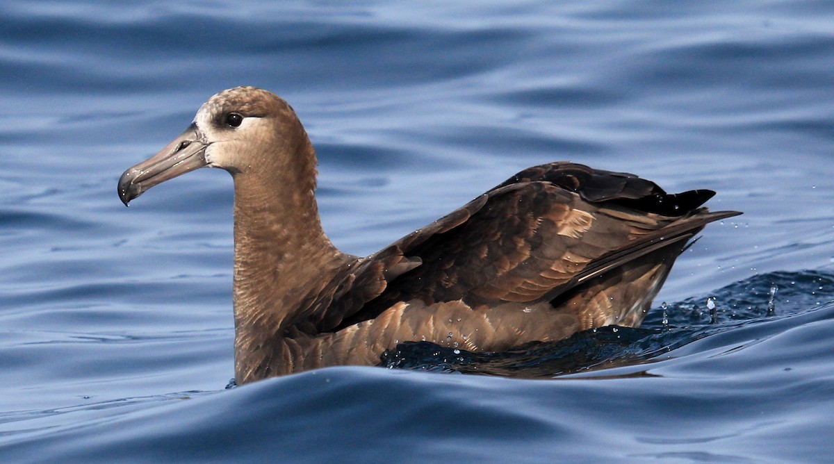 Albatros à pieds noirs - ML67766061