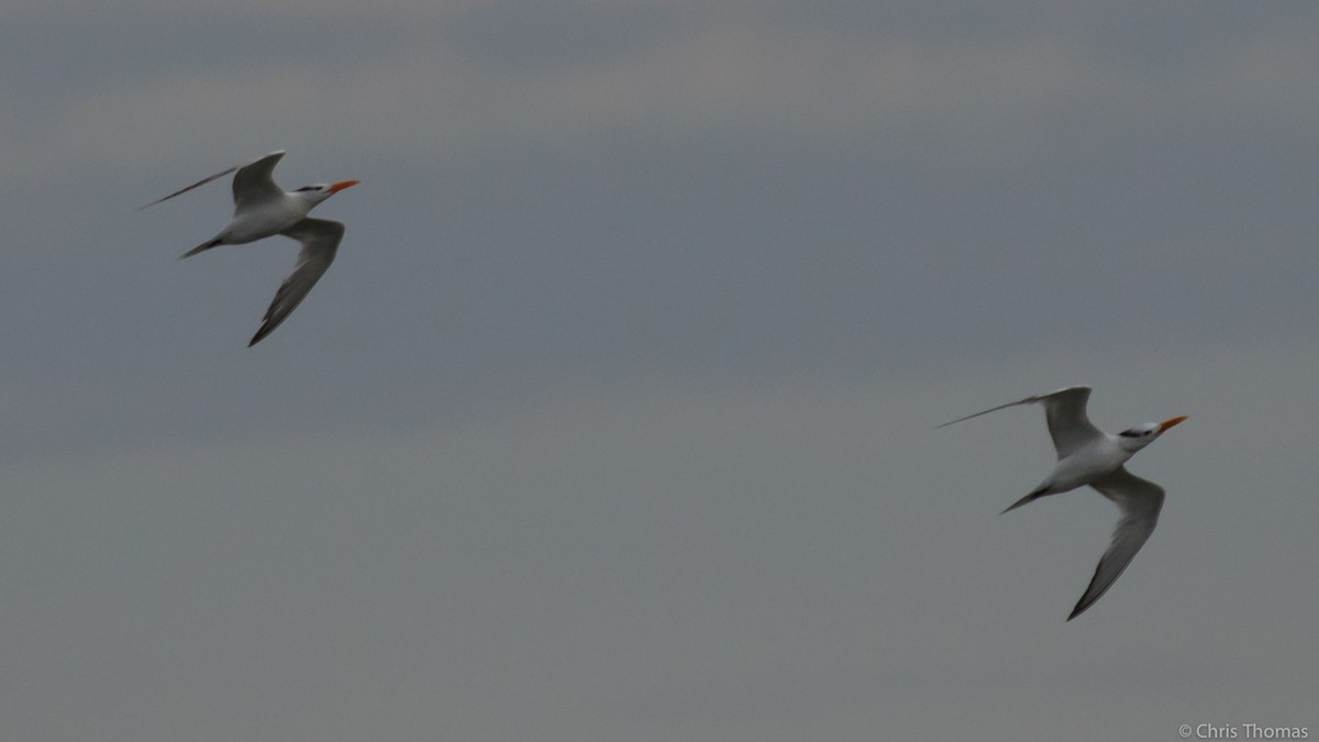 Royal Tern - Chris Thomas