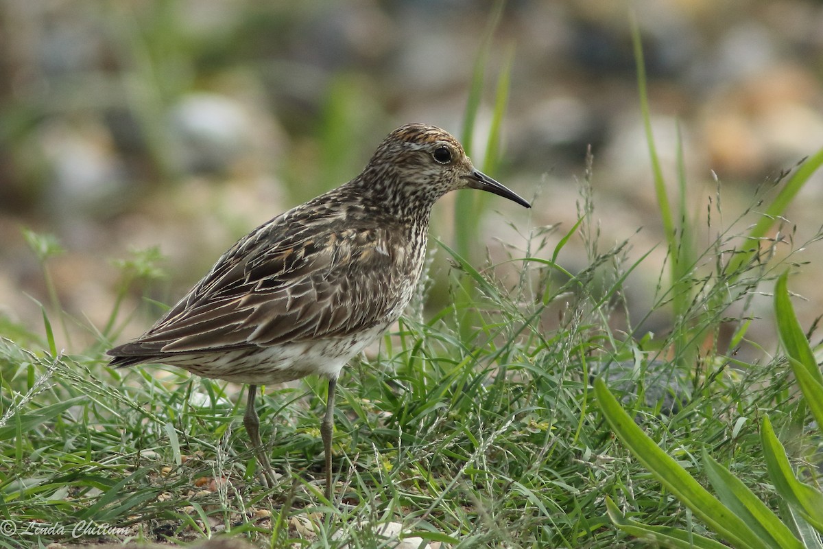 Sharp-tailed Sandpiper - Linda Chittum