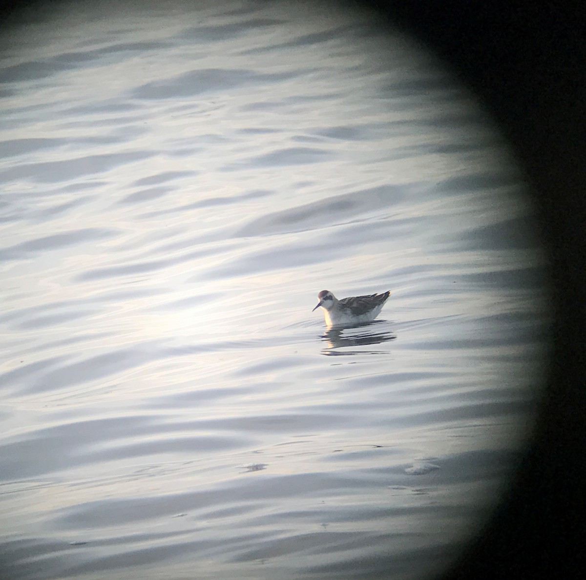 Phalarope à bec étroit - ML67768641