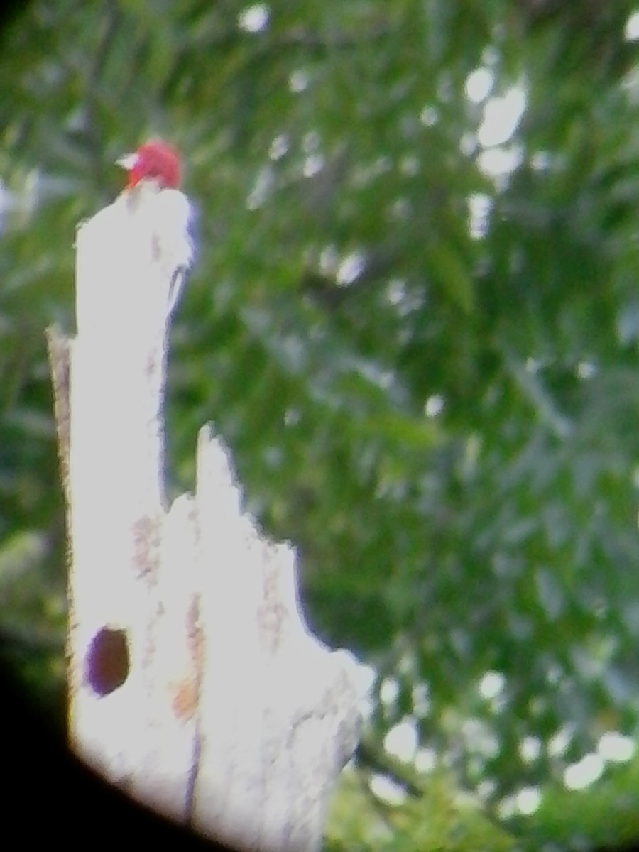 Red-headed Woodpecker - ML67769741